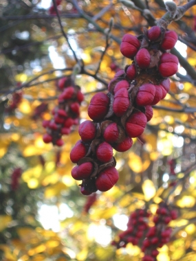 Magnolia japońska (Magnolia kobus) - jesien, owoce
